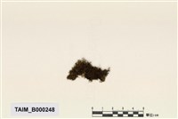 藏品(同葉苔屬)的圖片